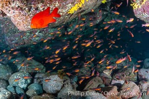 Guadalupe cardinalfish (and a lone orange garibaldi), typically schooling together in the shadow of a rock ledge, Apogon guadalupensis, Guadalupe Island (Isla Guadalupe)