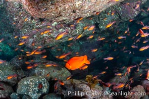 Guadalupe cardinalfish (and a lone orange garibaldi), typically schooling together in the shadow of a rock ledge, Apogon guadalupensis, Guadalupe Island (Isla Guadalupe)