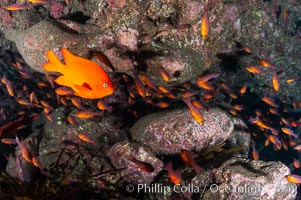 Guadalupe cardinalfish (and a lone orange garibaldi), typically schooling together in the shadow of a rock ledge, Apogon guadalupensis, Guadalupe Island (Isla Guadalupe)