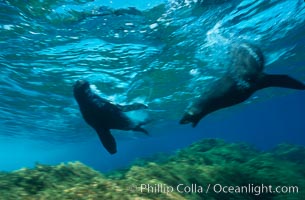 Guadalupe fur seal, Arctocephalus townsendi, Guadalupe Island (Isla Guadalupe)