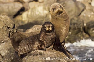 Guadalupe fur seal mother and pup, Arctocephalus townsendi, Guadalupe Island (Isla Guadalupe)