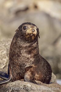 Guadalupe fur seal pup sits on brown rocks along the coastline of Guadalupe Island, Arctocephalus townsendi, Guadalupe Island (Isla Guadalupe), Mexico.