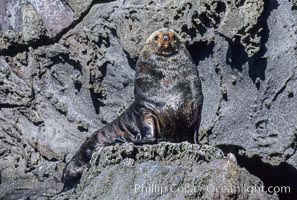 Guadalupe fur seal, adult male in territorial posture, Arctocephalus townsendi, Guadalupe Island (Isla Guadalupe)