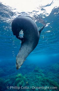 Guadalupe fur seal. Guadalupe Island (Isla Guadalupe), Baja California, Mexico, Arctocephalus townsendi, natural history stock photograph, photo id 03741
