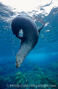 Guadalupe fur seal, Arctocephalus townsendi, Guadalupe Island (Isla Guadalupe)