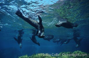 Guadalupe fur seals, Arctocephalus townsendi, Guadalupe Island (Isla Guadalupe)