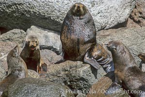 Adult male Guadalupe fur seal with females and pups, Arctocephalus townsendi, Guadalupe Island (Isla Guadalupe)