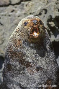 Adult male Guadalupe fur seal, Arctocephalus townsendi, Guadalupe Island (Isla Guadalupe)