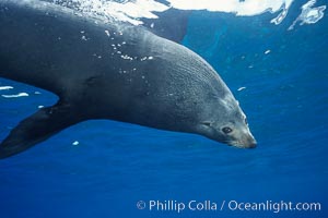 Adult male Guadalupe fur seal, Arctocephalus townsendi, Guadalupe Island (Isla Guadalupe)