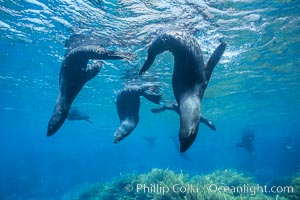 Guadalupe fur seals, Arctocephalus townsendi, Guadalupe Island (Isla Guadalupe)