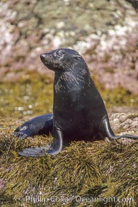 Guadalupe fur seal, Islas San Benito, Arctocephalus townsendi, San Benito Islands (Islas San Benito)