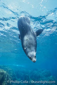 Guadalupe fur seal, Arctocephalus townsendi, Guadalupe Island (Isla Guadalupe)