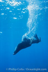 Guadalupe fur seal, bubbles emitted from twin layered fur, Arctocephalus townsendi, Guadalupe Island (Isla Guadalupe)