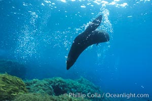 Guadalupe fur seal, bubbles emitted from twin layered fur, Arctocephalus townsendi, Guadalupe Island (Isla Guadalupe)