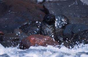 Guadalupe fur seal, pup, Arctocephalus townsendi, Guadalupe Island (Isla Guadalupe)