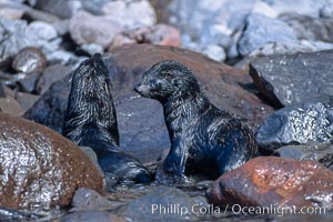 Guadalupe fur seal, pup, Arctocephalus townsendi, Guadalupe Island (Isla Guadalupe)