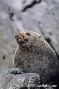 Guadalupe fur seal, adult male, Arctocephalus townsendi, Guadalupe Island (Isla Guadalupe)