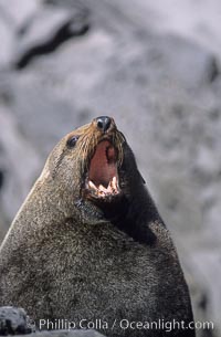 Guadalupe fur seal, adult male, Arctocephalus townsendi, Guadalupe Island (Isla Guadalupe)