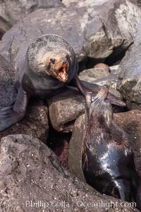 Adult male Guadalupe fur seals fighting over territorial boundaries during summer mating season.  During the summer mating season, a single adjult male will form a harem of females and continually patrol the boundary of his territory, keeping the females near and intimidating other males from approaching, Arctocephalus townsendi, Guadalupe Island (Isla Guadalupe)