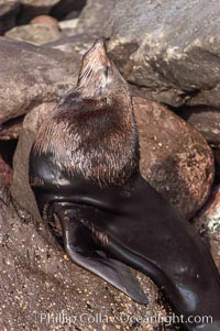 Adult male Guadalupe fur seal.  Note its chocolate-colored, dense, two-layered fur coat, for which it was formerly hunted to near extinction, Arctocephalus townsendi, Guadalupe Island (Isla Guadalupe)