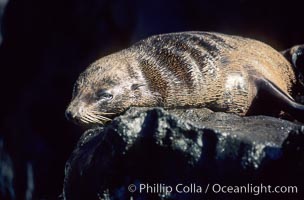 Guadalupe fur seal, Arctocephalus townsendi, Guadalupe Island (Isla Guadalupe)