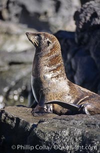 Guadalupe fur seal, Arctocephalus townsendi, Guadalupe Island (Isla Guadalupe)