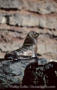 Guadalupe fur seal, Arctocephalus townsendi, Guadalupe Island (Isla Guadalupe)