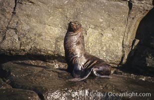 Guadalupe fur seal, Arctocephalus townsendi, Guadalupe Island (Isla Guadalupe)