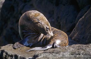 Guadalupe fur seal, Arctocephalus townsendi, Guadalupe Island (Isla Guadalupe)