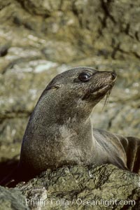 Guadalupe fur seal, juvenile, Arctocephalus townsendi, Guadalupe Island (Isla Guadalupe)