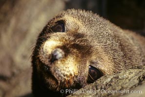 Guadalupe fur seal, pup, Arctocephalus townsendi, Guadalupe Island (Isla Guadalupe)