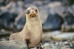 Guadalupe fur seal, pup, Arctocephalus townsendi, Guadalupe Island (Isla Guadalupe)