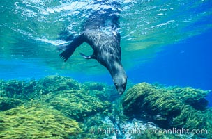 Guadalupe fur seal, Arctocephalus townsendi, Guadalupe Island (Isla Guadalupe)