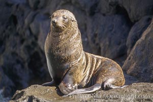 Adult female, Guadalupe fur seal, Arctocephalus townsendi, Guadalupe Island (Isla Guadalupe), Mexico.