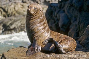 Guadalupe fur seal. Guadalupe Island (Isla Guadalupe), Baja California, Mexico, Arctocephalus townsendi, natural history stock photograph, photo id 01950