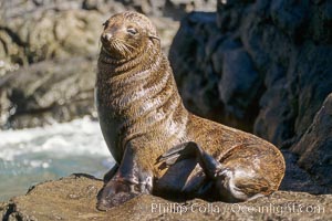 Guadalupe fur seal, Arctocephalus townsendi, Guadalupe Island (Isla Guadalupe)