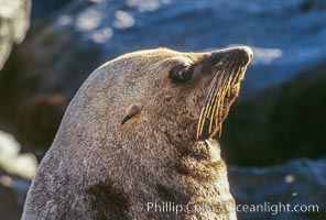 Guadalupe fur seal, pup, Arctocephalus townsendi, Guadalupe Island (Isla Guadalupe)