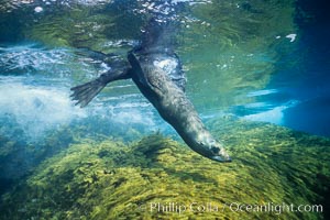 Guadalupe fur seal, pup, Arctocephalus townsendi, Guadalupe Island (Isla Guadalupe)