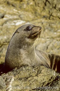 Guadalupe fur seal, San Benito Islands.