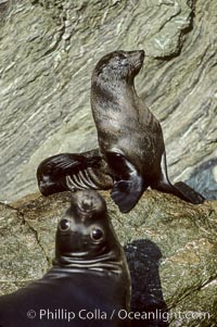 Guadalupe fur seal and Northern elephant seal, San Benito Islands, Arctocephalus townsendi, Mirounga angustirostris, San Benito Islands (Islas San Benito)