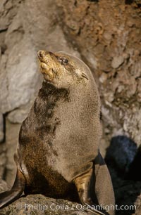 Guadalupe fur seal, San Benito Islands. San Benito Islands (Islas San Benito), Baja California, Mexico, Arctocephalus townsendi, natural history stock photograph, photo id 02105