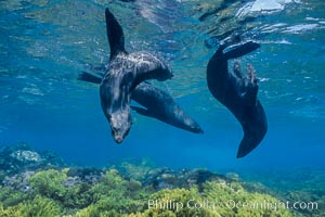 Guadalupe fur seals, floating upside down underwater over a rocky reef covered with golden kelp at Guadalupe Island, Arctocephalus townsendi, Guadalupe Island (Isla Guadalupe)