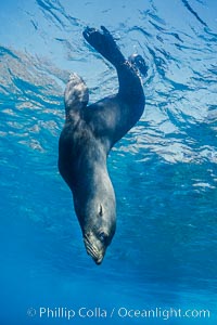 Adult male, Guadalupe fur seal, floating upside down under the ocean's surface at Guadalupe Island, watching the photographer and looking for passing predators, Arctocephalus townsendi, Guadalupe Island (Isla Guadalupe), Mexico.