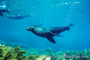 Guadalupe fur seal, Arctocephalus townsendi, Guadalupe Island (Isla Guadalupe)