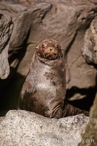 Guadalupe fur seal pup, San Benito Islands, Arctocephalus townsendi, San Benito Islands (Islas San Benito)