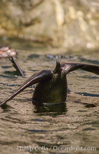 Guadalupe fur seal  tail, San Benito Islands, Arctocephalus townsendi, San Benito Islands (Islas San Benito)