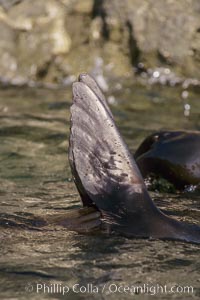 Guadalupe fur seal foreflippers, thermoregulating, San Benito Islands, Arctocephalus townsendi, San Benito Islands (Islas San Benito)