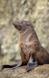 Guadalupe fur seal, Islas San Benito. San Benito Islands (Islas San Benito), Baja California, Mexico, Arctocephalus townsendi, natural history stock photograph, photo id 02294