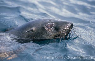 Guadalupe fur seal, Islas San Benito.