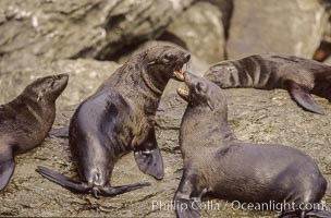 Guadalupe fur seals, two males fighting, Islas San Benito.